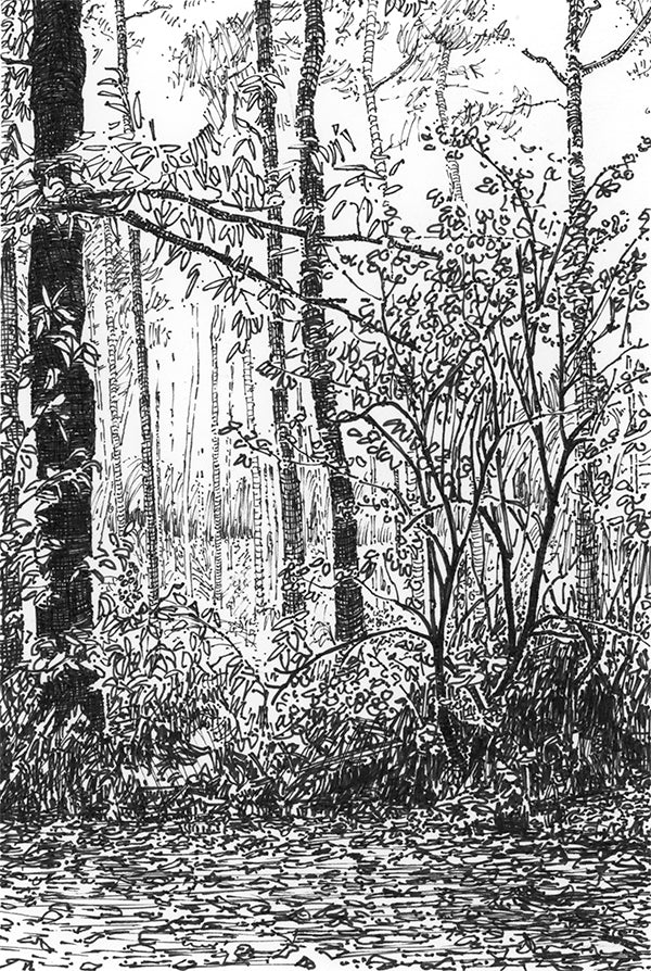 Erddig Park national trust wood