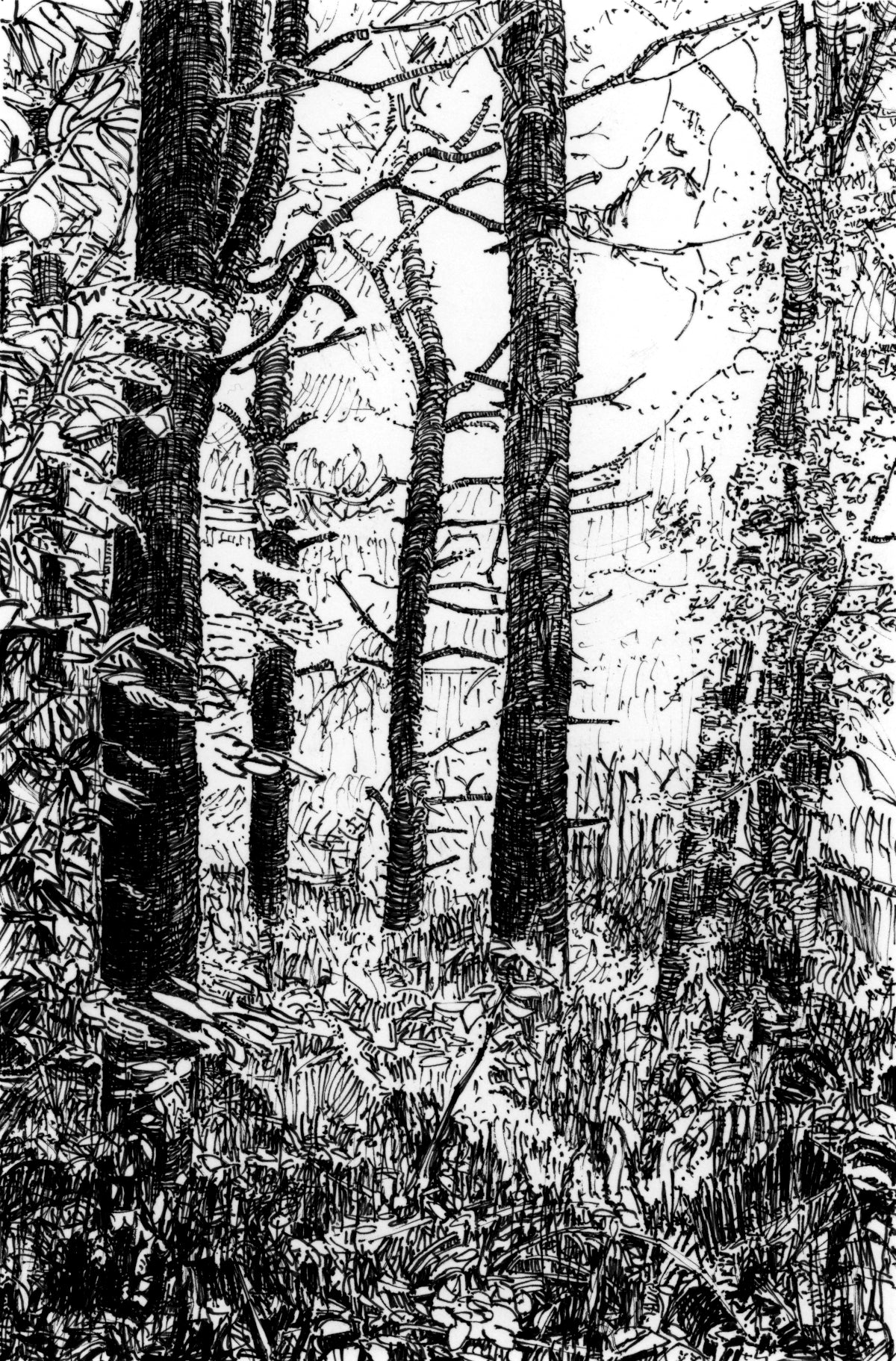 Trees