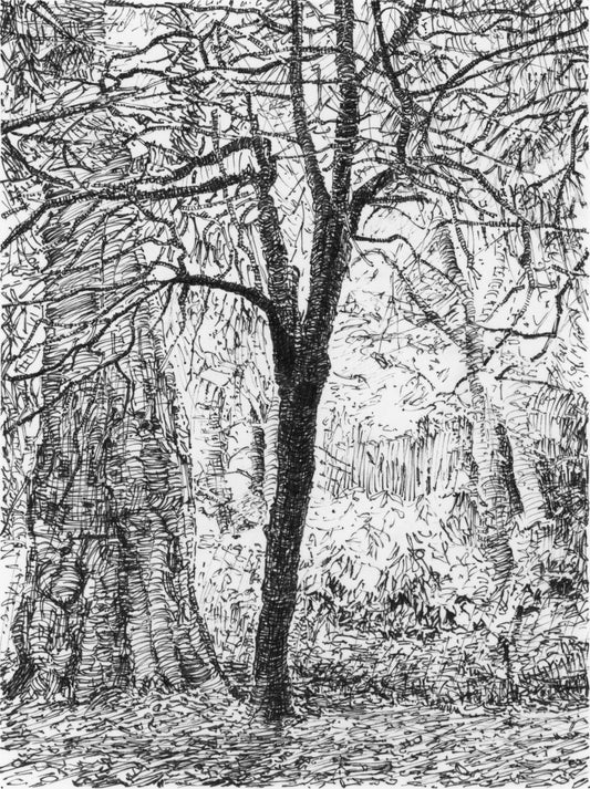 Derby Trees Cant see bees