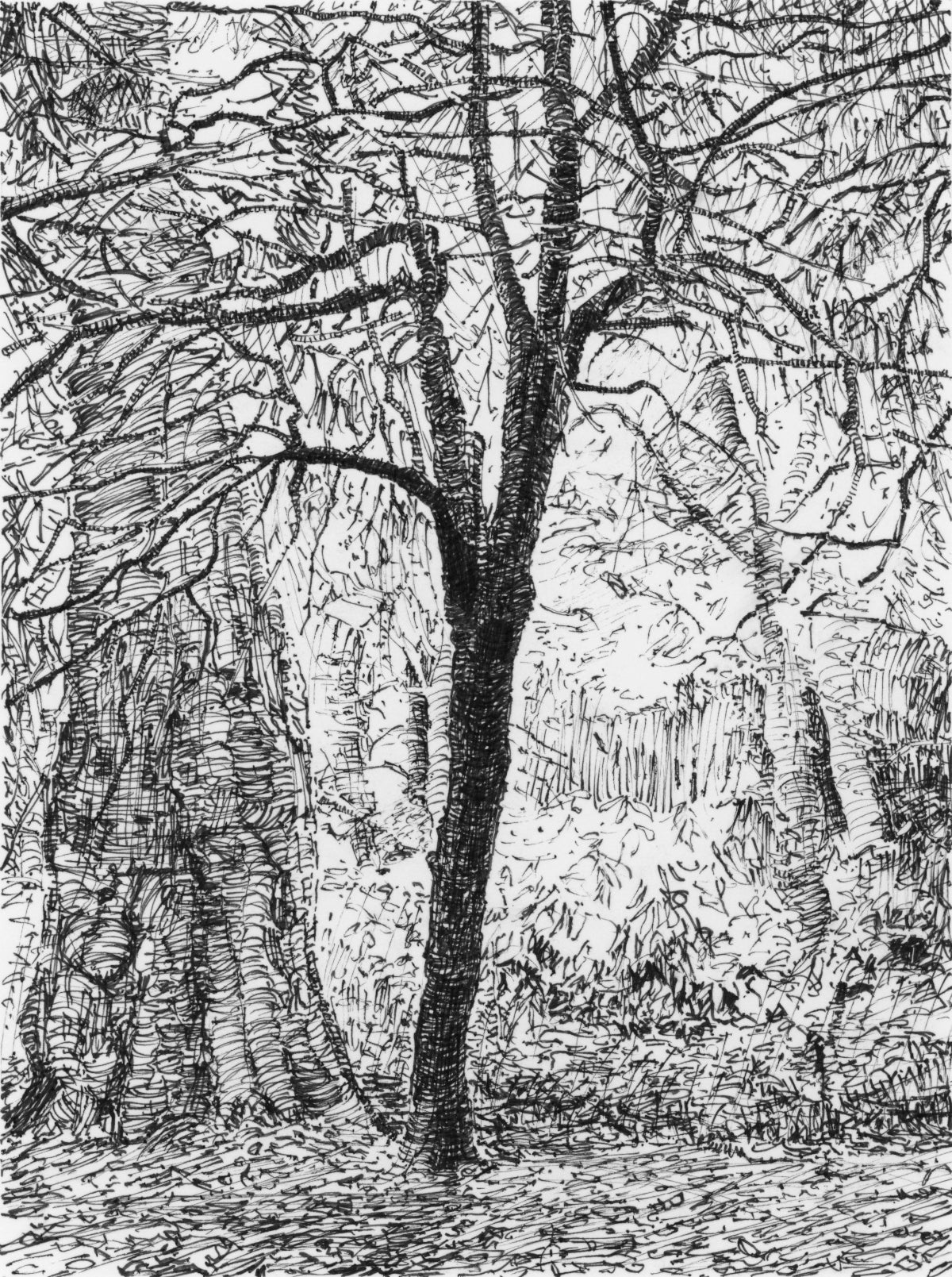 Derby Trees, Darley Park, Derby — Original Ink Drawing and Giclée Art Print