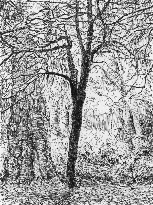 Derby Trees, Darley Park, Derby — Original Ink Drawing and Giclée Art Print