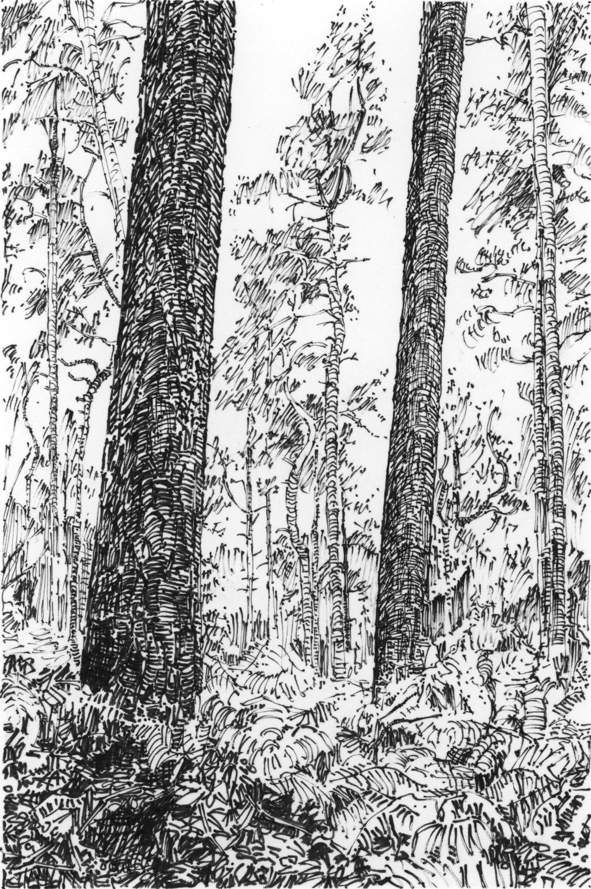 Twin Trees, Wales — Original Ink Drawing and Giclée Art Print