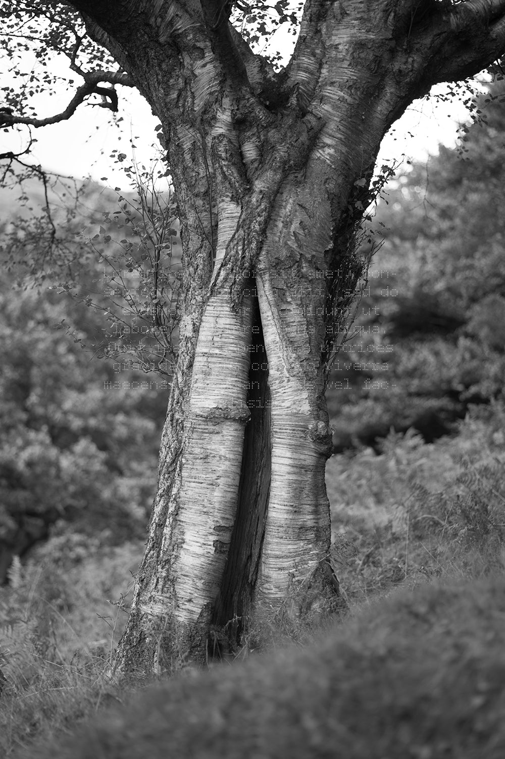 tree six bells