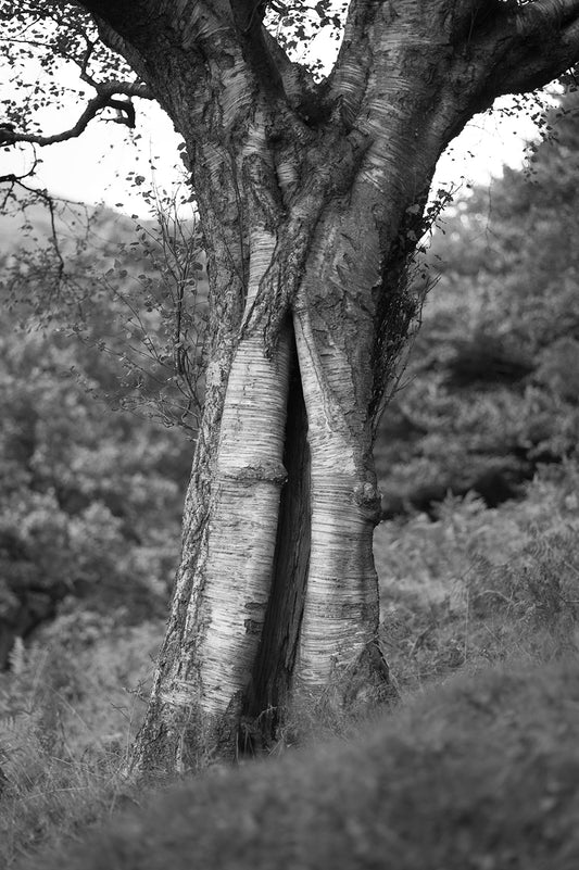 tree six bells