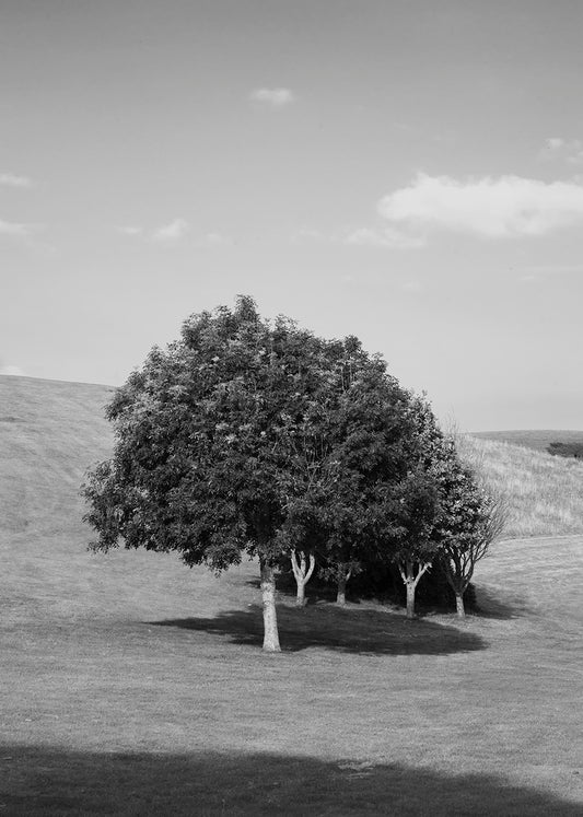 Summer trees