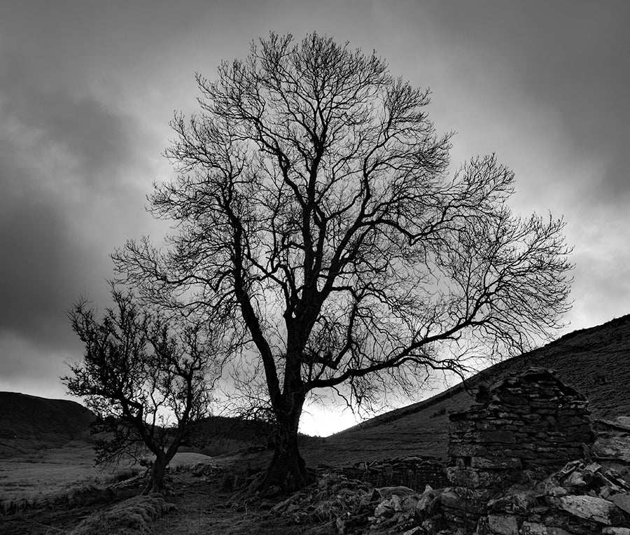 Tree Mid Wales